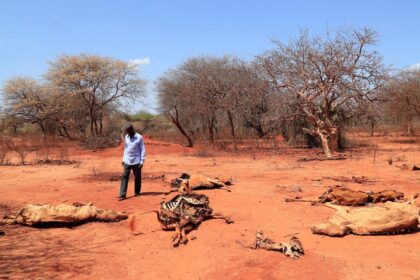 牧区阿里Hacho看着他死去的尸体在曼德拉地区奶牛,肯尼亚,2022年9月1日。