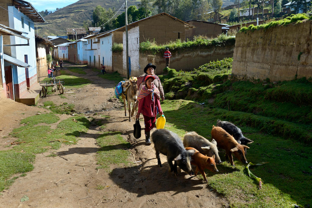两个女人开车猪沿着街道在秘鲁的一个小镇。