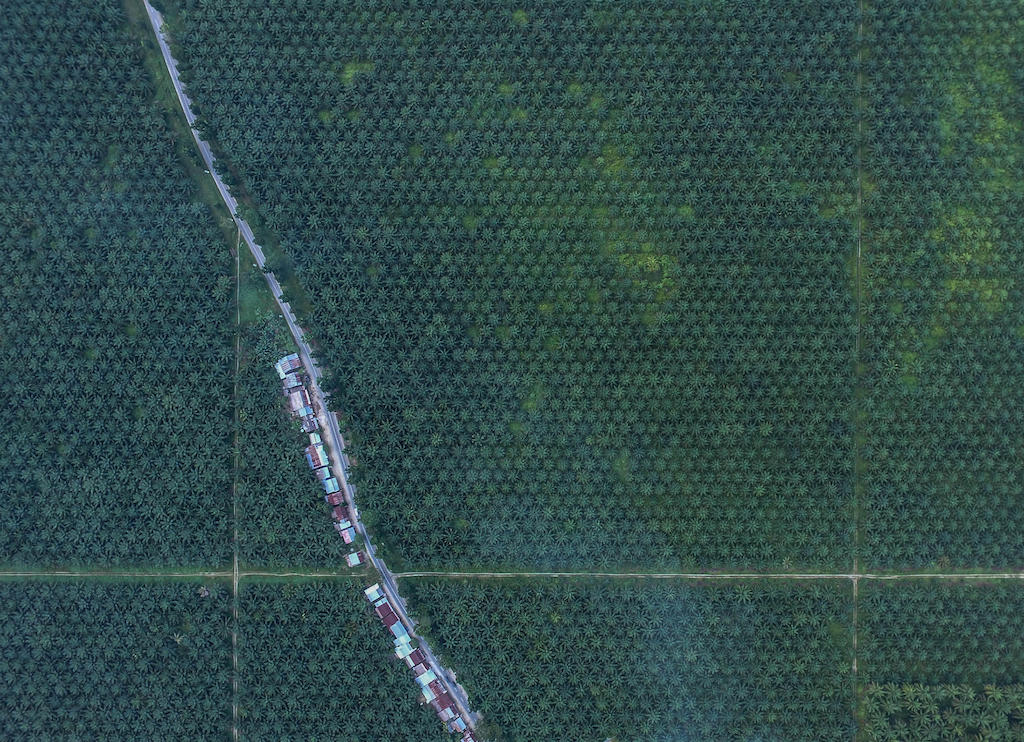 航拍无人机的棕榈油种植园在南苏拉威西岛,印度尼西亚。