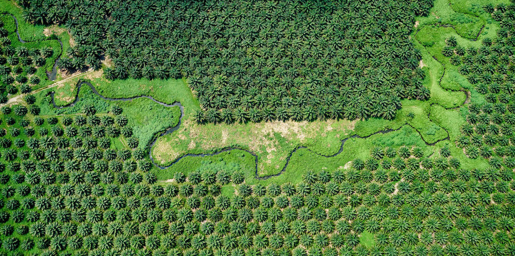 鸟瞰图所罗门群岛的棕榈油种植园。