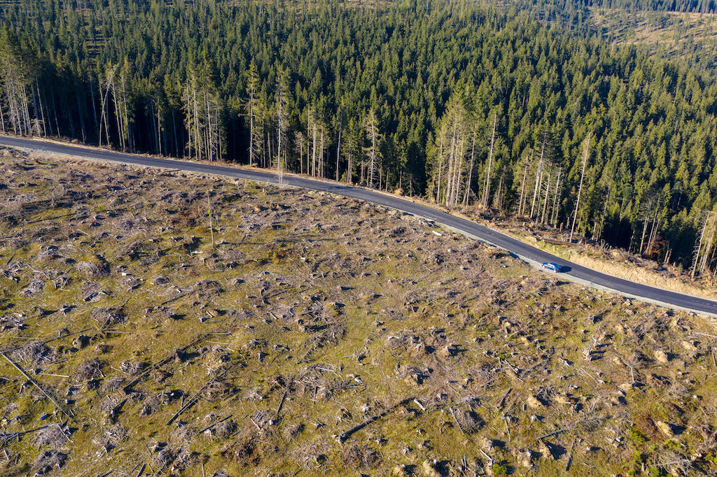 无人机在罗马尼亚的一片被砍伐的森林。法律也适用于森林砍伐和产品出口欧盟。