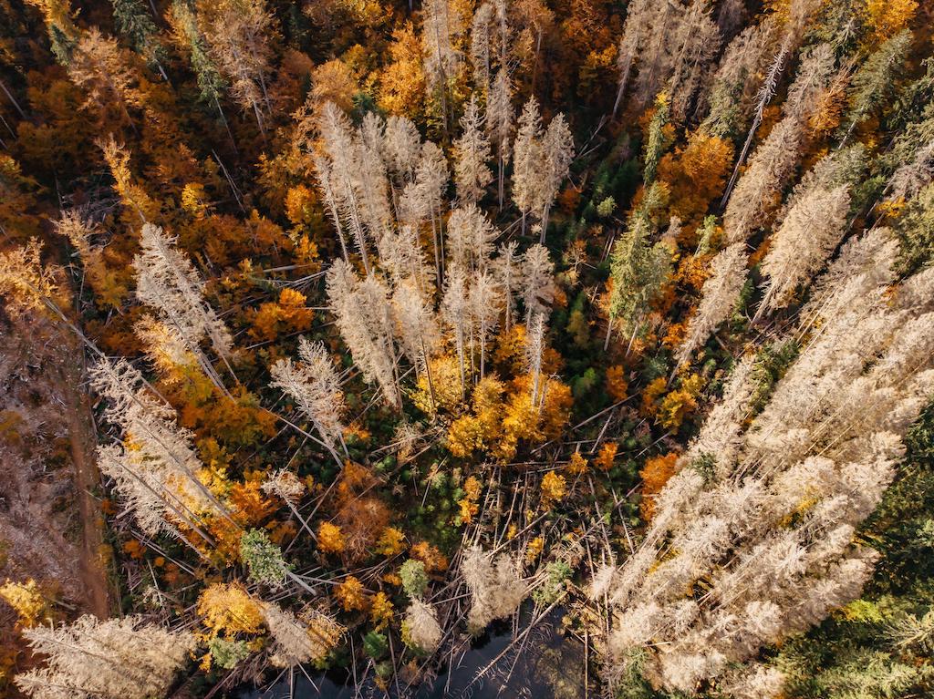 树木枯萎和死亡在捷克共和国的森林。